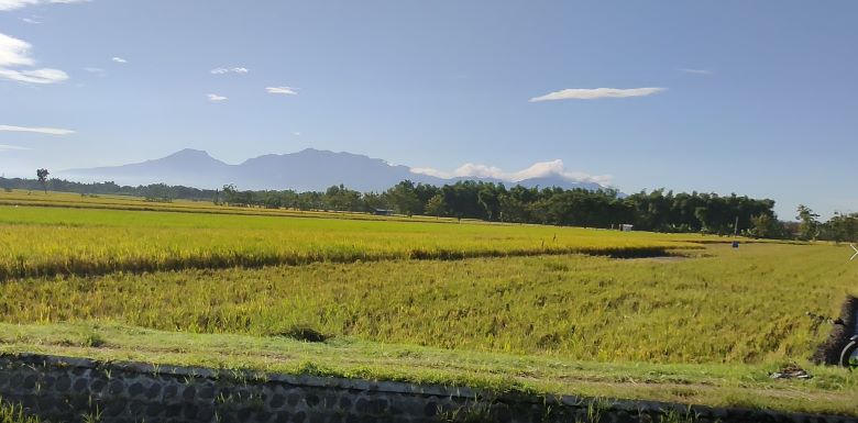 Kenapa Pertanian Di Indonesia Masih Tertinggal?