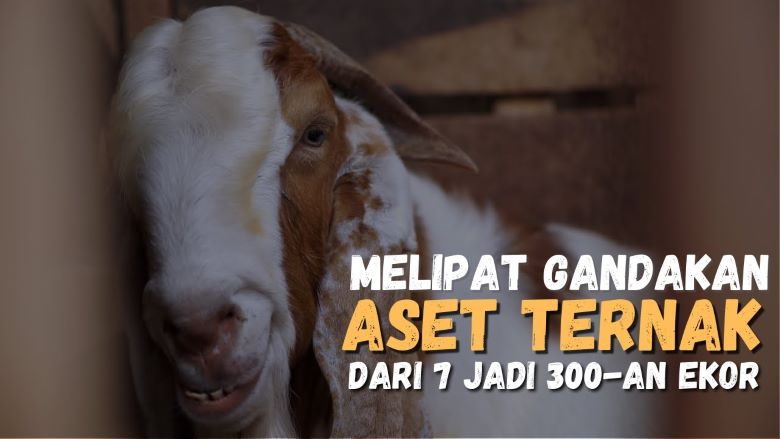 Channel Inspirasi : Sukses Ternak Kambing Boer, Dengan Populasi Ratusan Ekor